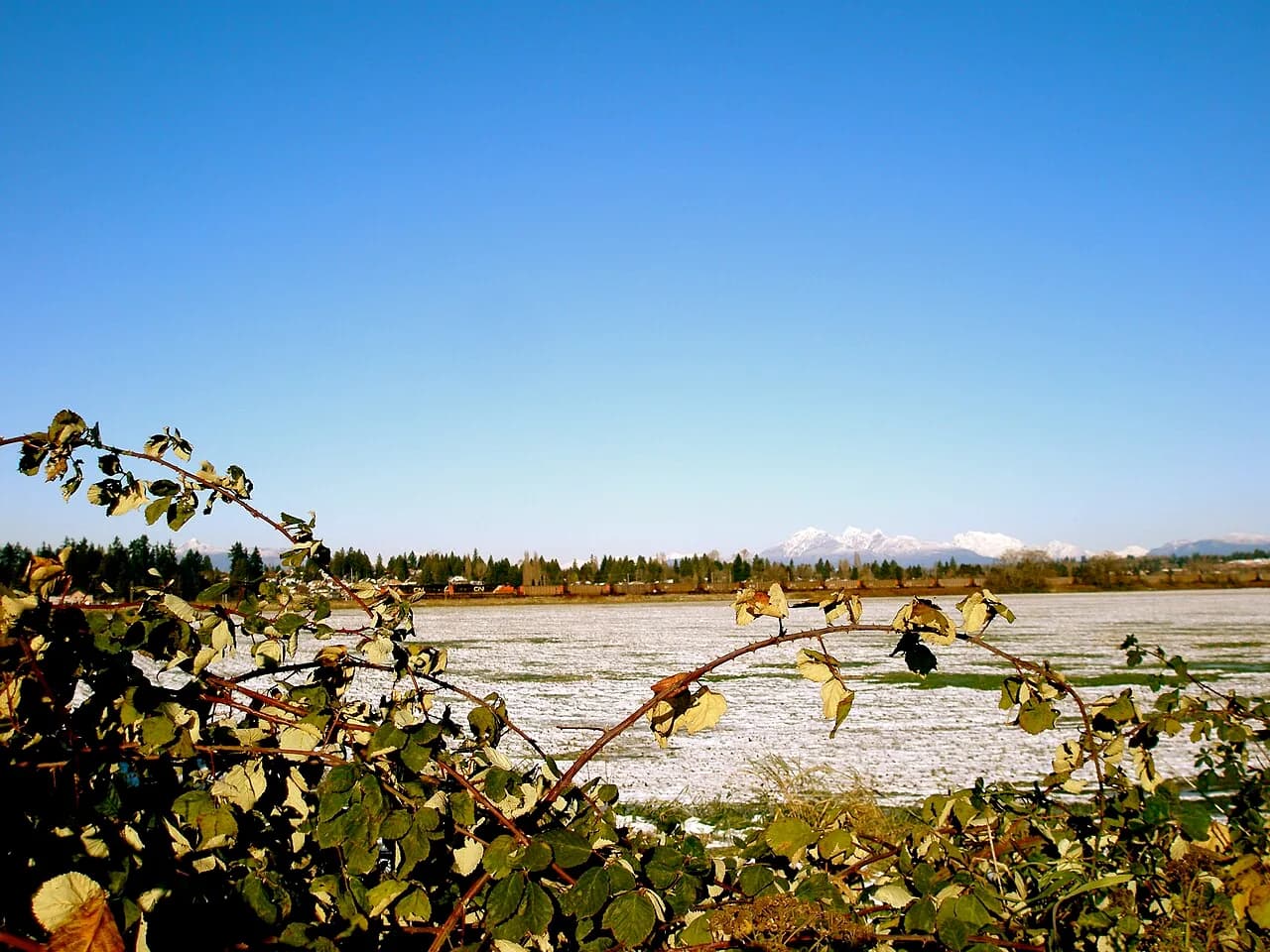 River shoreline at Langley, British Columbia